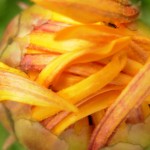 Bugflower