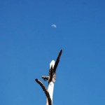 Moonward