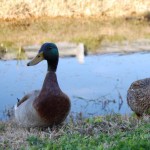 Duck and duck